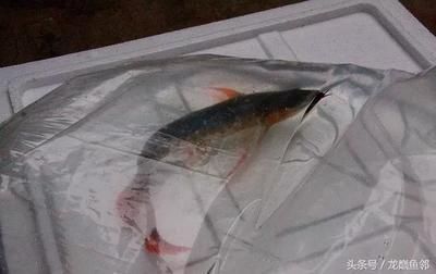 龍魚打包發(fā)貨48小時(shí)安全嗎為什么：龍魚打包發(fā)貨48小時(shí)可能是安全的，商家可能會忽視