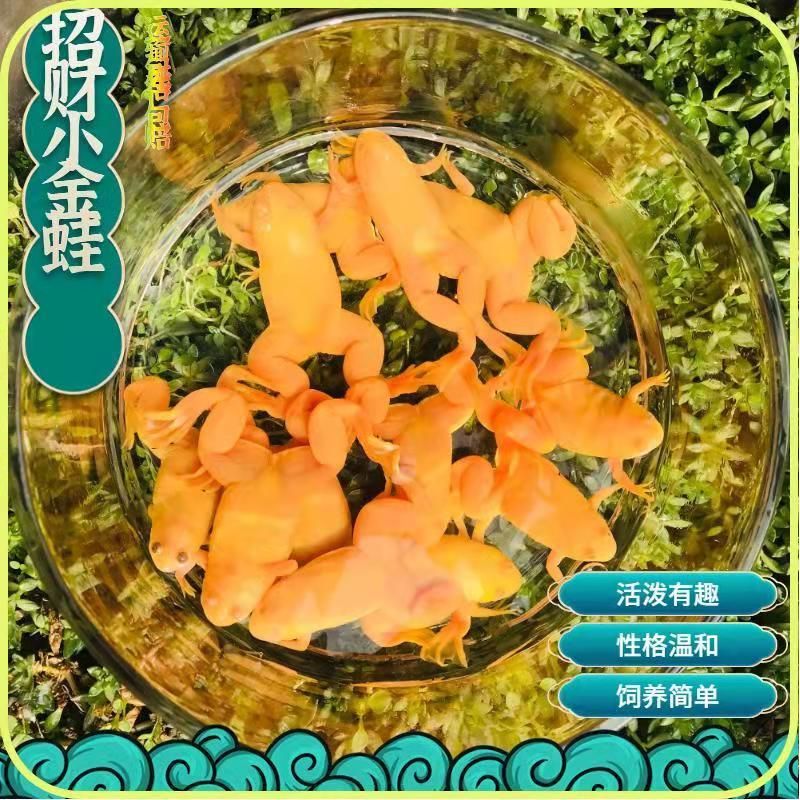 養小金龍魚需要注意的幾個方面：養小金龍魚的注意事項 養小金龍魚需要注意的幾個方面：養小金龍魚的注意事項 龍魚百科 第2張
