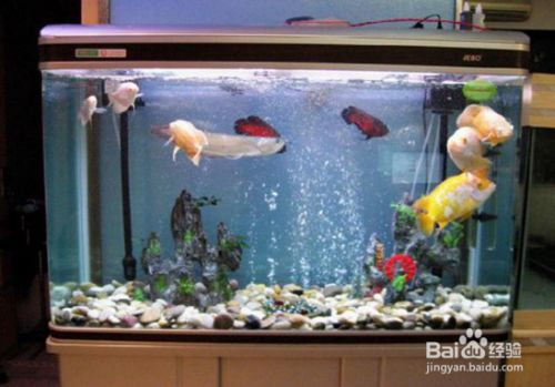 魚缸泵怎么安（魚缸泵品牌推薦）