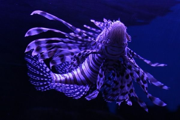 魚缸泵怎么安（魚缸泵品牌推薦）