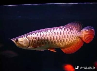龍魚的主要特征（龍魚的養殖方式）