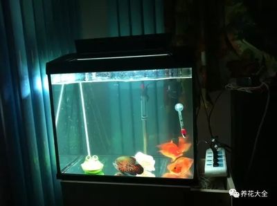 好魚缸多久換一次水合適呢圖片，不同季節魚缸換水步驟詳解不同季節魚缸換水技巧