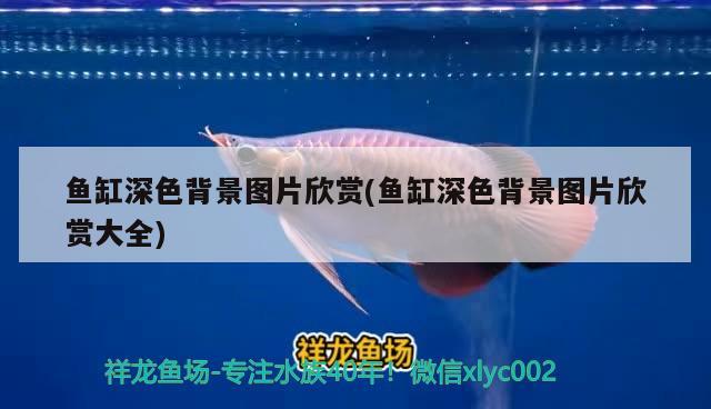 一般養(yǎng)龍魚配魚養(yǎng)幾條比較好：一般養(yǎng)龍魚配魚養(yǎng)幾條比較好一點(diǎn)
