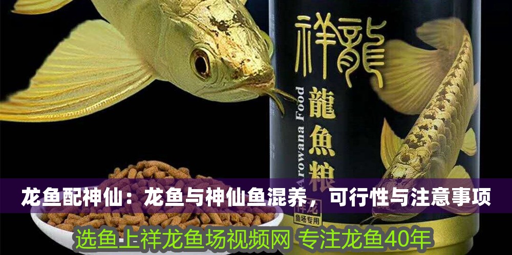 龍魚配神仙：龍魚與神仙魚混養，可行性與注意事項