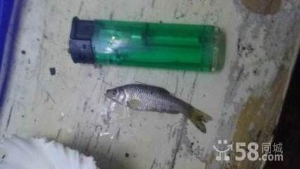 為什么剛買的龍魚不能喂飼料：為什么剛買的龍魚不能立即喂飼料
