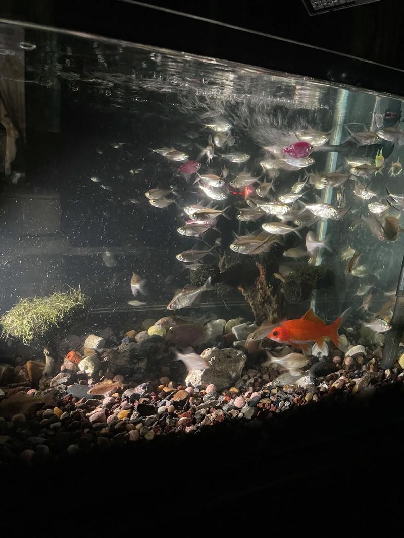 金龍魚燈光選擇圖解