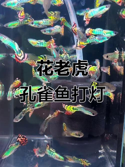 金龍魚燈光選擇圖解
