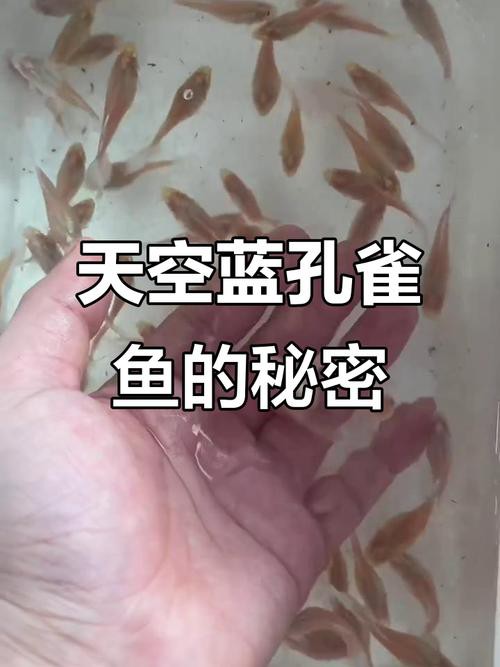 金龍魚燈光選擇圖解