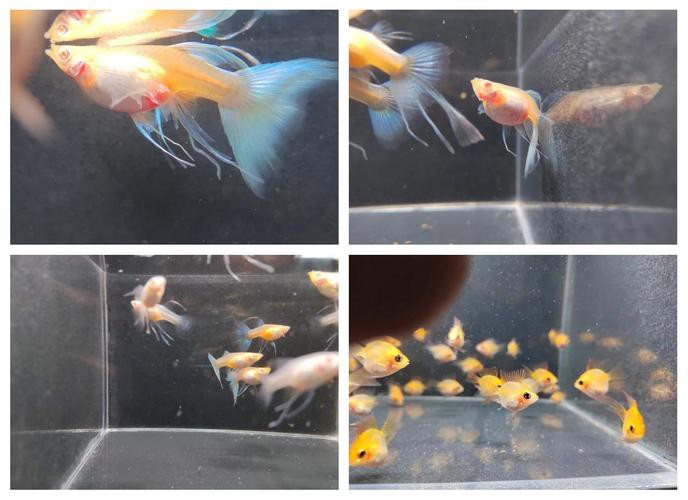 金龍魚燈光選擇圖解