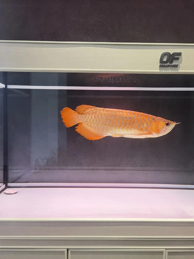 金龍魚燈光選擇圖解