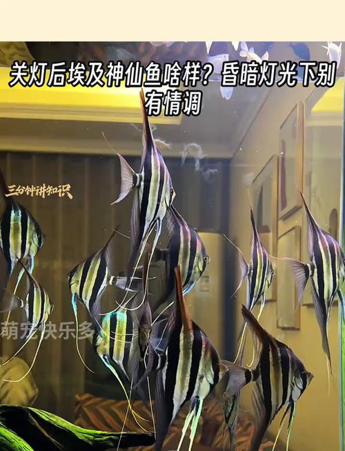 金龍魚燈光選擇圖解