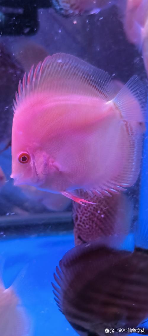 金龍魚燈光選擇圖解