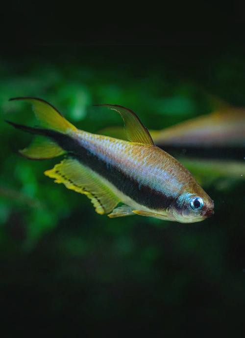 金龍魚燈光選擇圖解