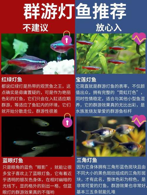 金龍魚燈光選擇圖解