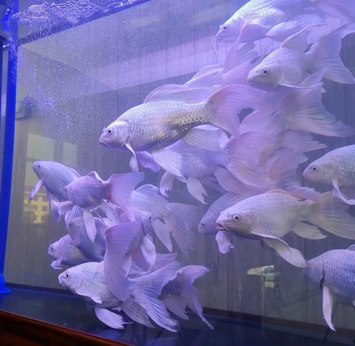 金龍魚燈光選擇圖解