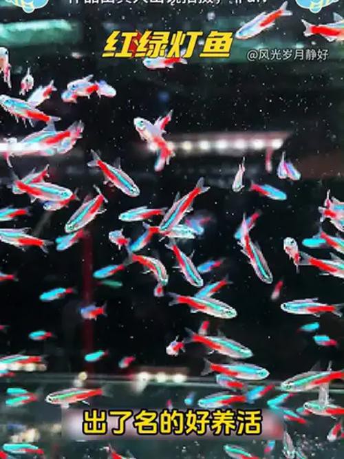 金龍魚燈光選擇圖解