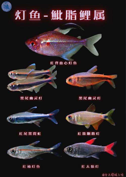 金龍魚燈光選擇圖解