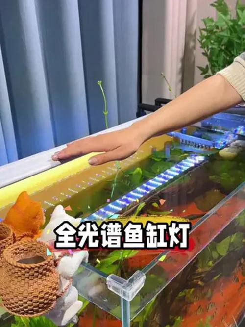 金龍魚燈光選擇圖解