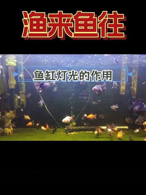 金龍魚燈光選擇圖解