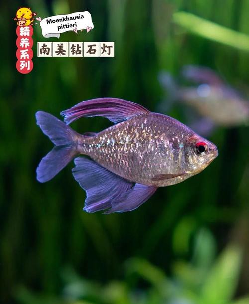 金龍魚燈光選擇圖解