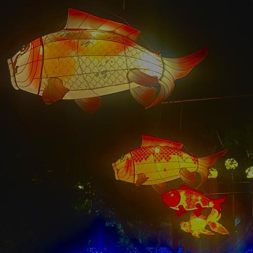 金龍魚燈光選擇圖解