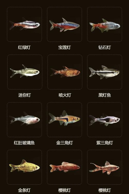 金龍魚燈光選擇圖解
