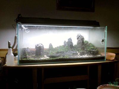 龍魚缸改造水景缸論壇：龍魚缸改造水景缸
