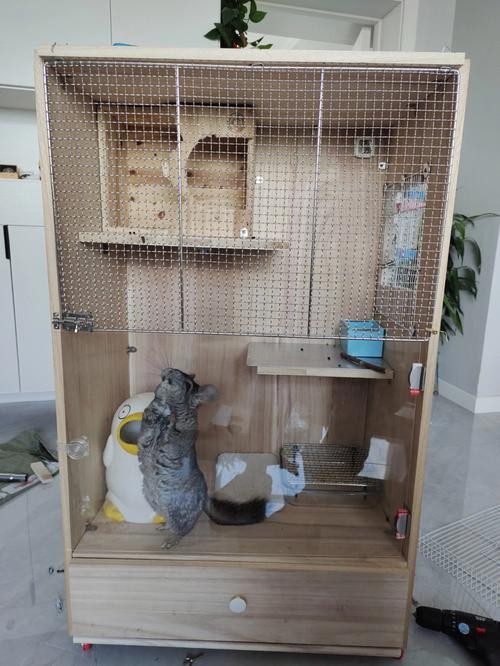 龍貓混養需要準備哪些設施？