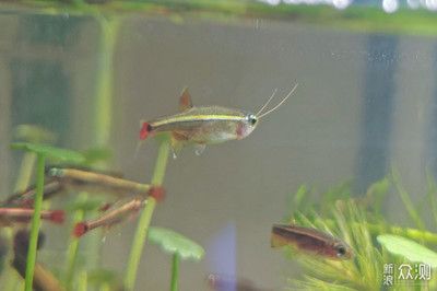 金龍魚喜歡什么顏色的水草：金龍魚喜歡什么顏色的水草呢？