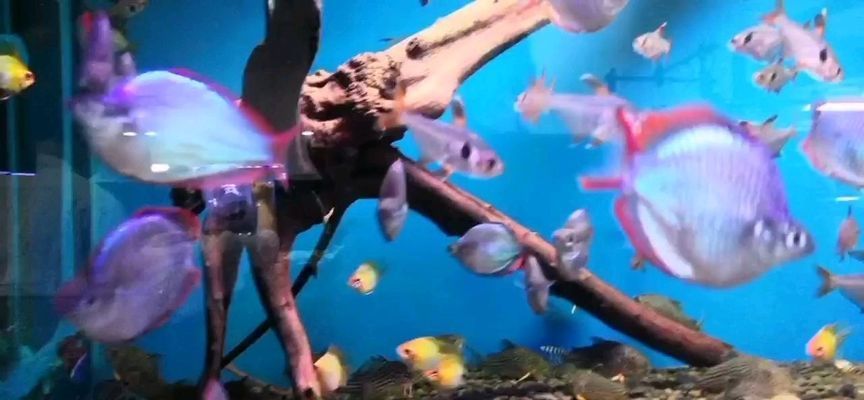 龍魚雷龍魚：雷龍魚與其他觀賞魚混養指南,雷龍魚常見疾病及防治方法