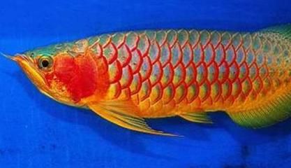 綠皮紅辣椒龍魚能吃嗎：綠皮紅辣椒龍魚是否能吃