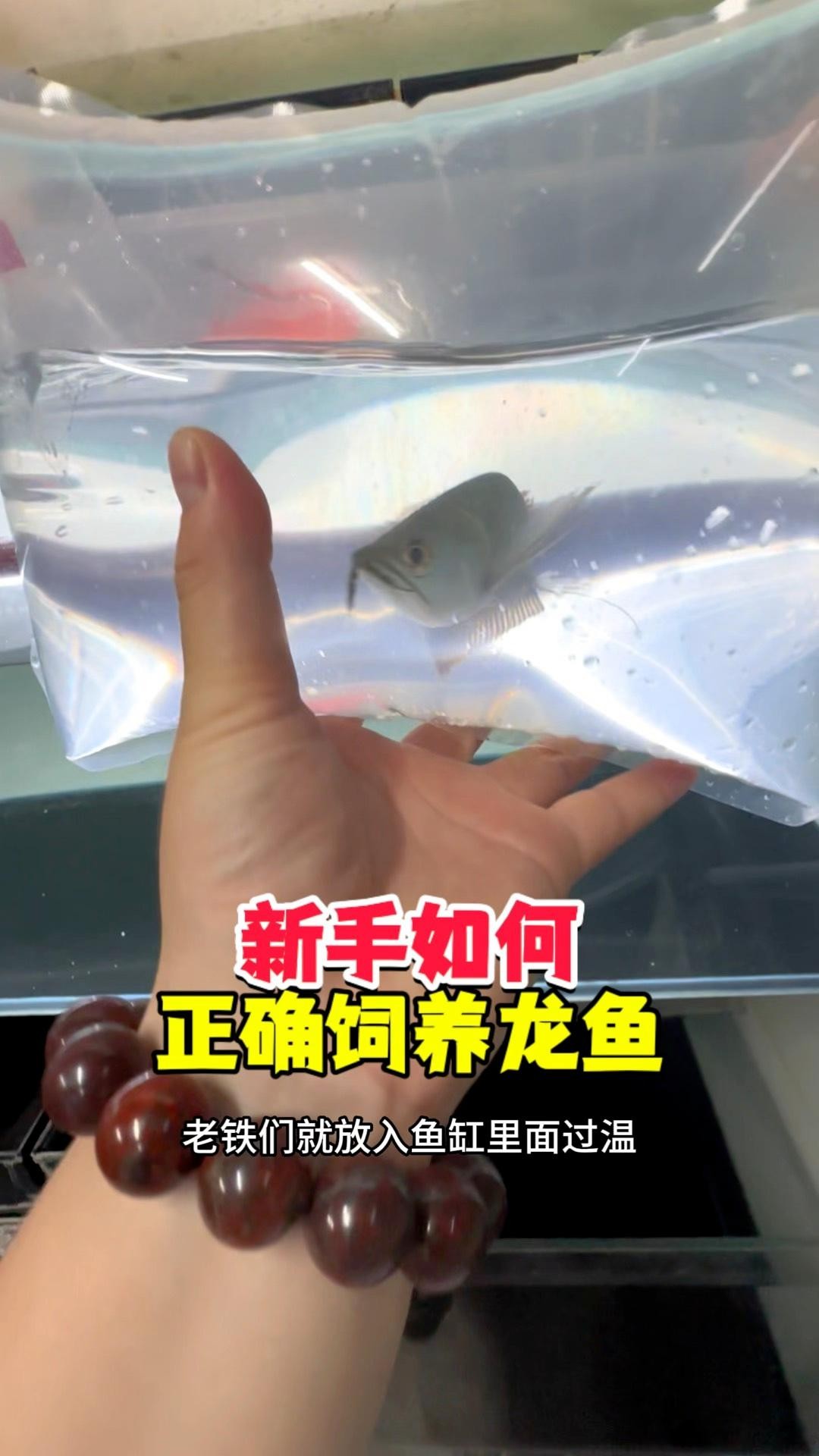 龍魚贈送時如何附上飼養(yǎng)指南？