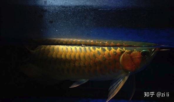龍魚混養需要哪些生化濾材