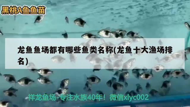龍魚魚場都有哪些品種魚：龍魚魚場中的幾種主要品種，包括金龍、銀龍、紅龍等