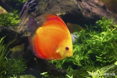 黃金龍魚價格走勢圖最新表（黃金龍魚價格走勢圖）