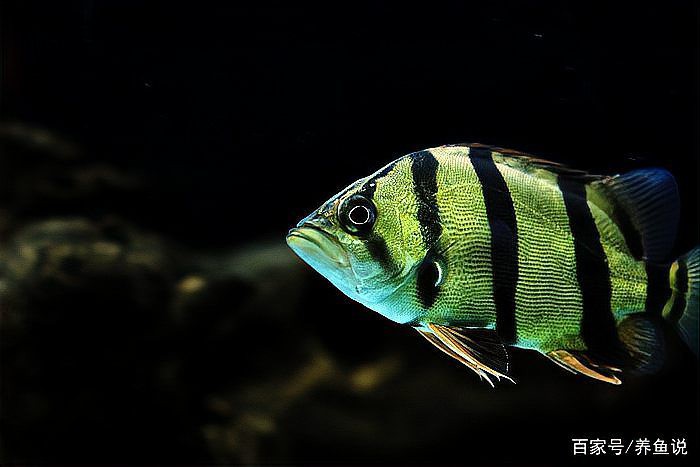 如何處理已經(jīng)患了腸炎的雷龍魚？