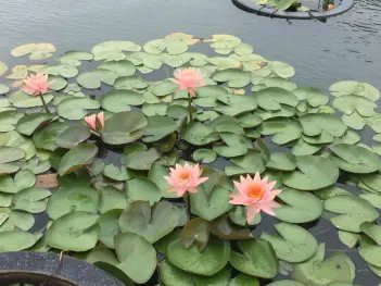 如何處理已經(jīng)患了腸炎的雷龍魚？