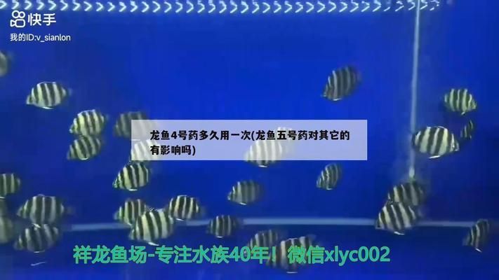 龍魚(yú)麻藥過(guò)量的癥狀及危害，龍魚(yú)麻藥過(guò)量的癥狀及危害危害