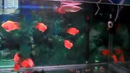 金龍魚和鸚鵡魚混養水溫：金龍魚和鸚鵡魚混養時水溫的控制