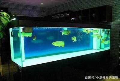 龍魚魚缸尺寸要求圖，龍魚對于魚缸尺寸的要求 龍魚魚缸尺寸要求圖，龍魚對于魚缸尺寸的要求 龍魚百科 第1張