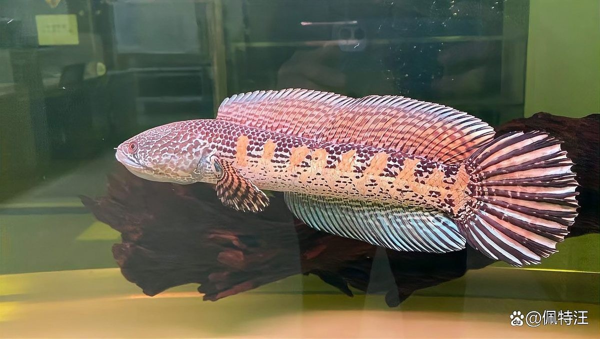 雷龍魚一般能長多大