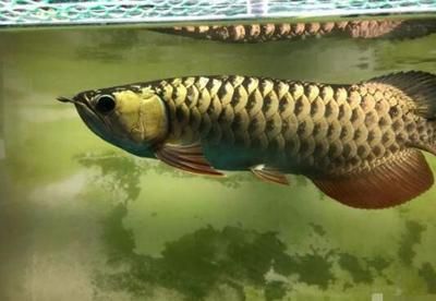 金龍魚的發色階段是什么：金龍魚發色階段是什么金龍魚發色過程可以分為以下幾個階段