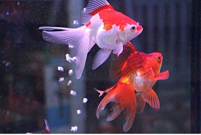 家里養龍魚好嗎風水好嗎:養龍魚在風水學中具有一定的吉祥寓意和風水作用 龍魚百科 第1張 家里養龍魚好嗎風水好嗎:養龍魚在風水學中具有一定的吉祥寓意和風水作用 家里養龍魚好嗎風水好嗎:養龍魚在風水學中具有一定的吉祥寓意和風水作用 龍魚百科 第1張