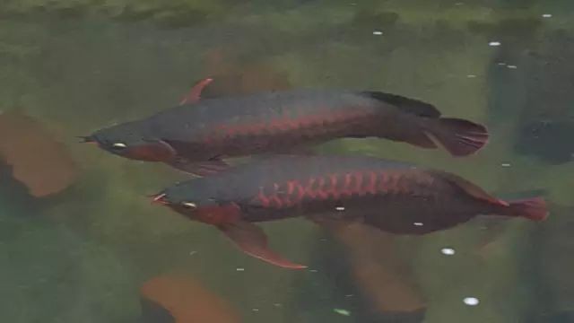 龍魚側游怎么治療