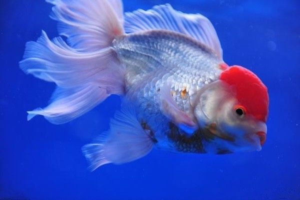龍魚檢疫用什么藥：龍魚在檢疫過程中可能出現(xiàn)的各種疾病