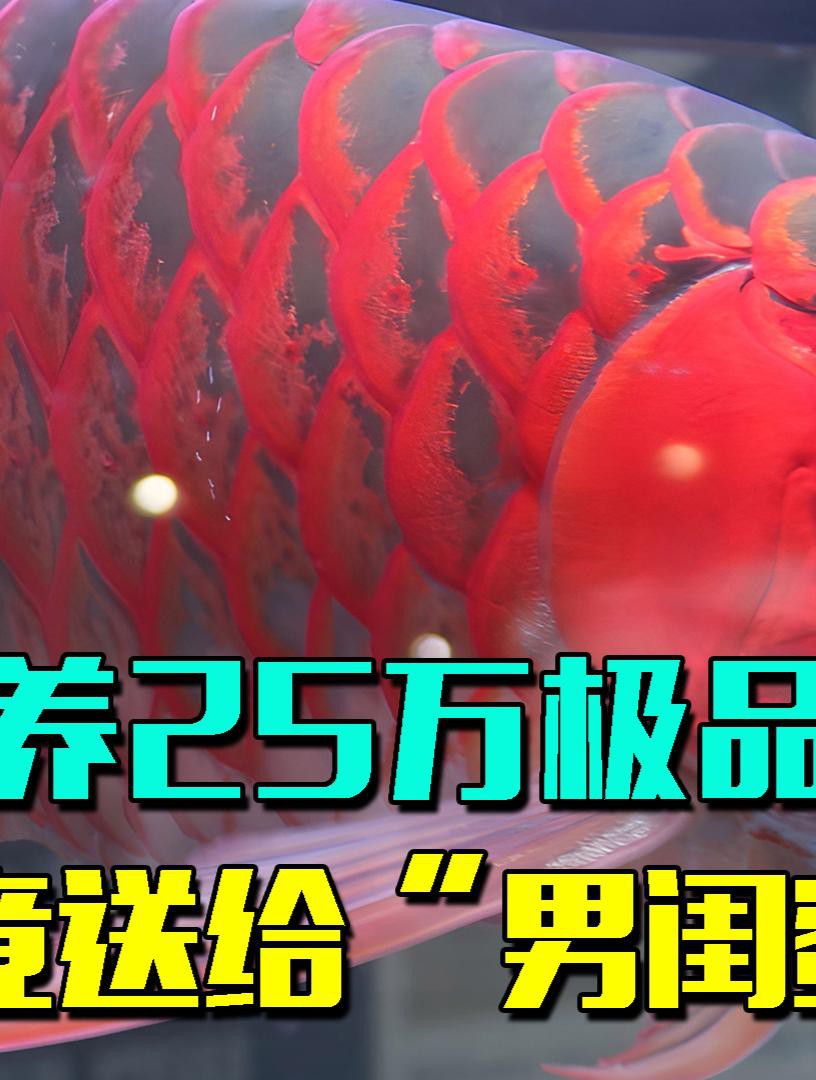 紅龍和金龍哪個更難養？