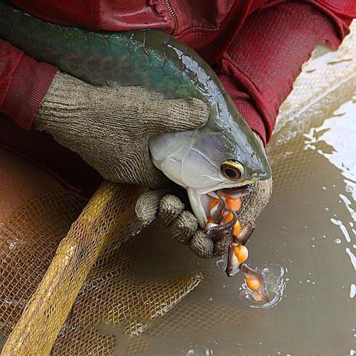 紅龍魚苗有哪些品種？