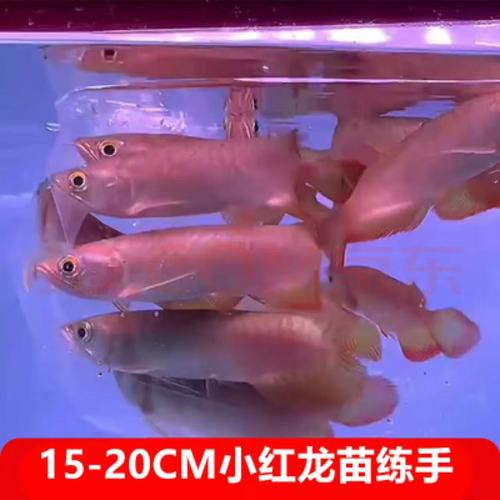 紅龍魚苗有哪些品種？