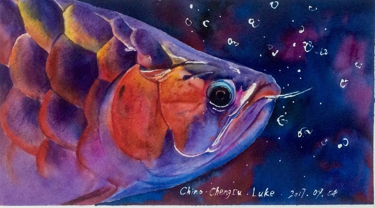 水彩龍魚藝術作品：水彩龍魚是一種美麗的藝術創作