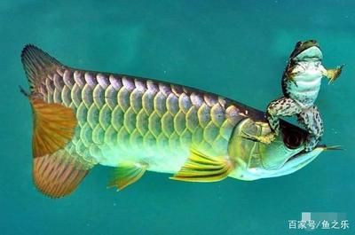 龍魚活食：龍魚活食安全處理技巧，龍魚活食與飼料選擇